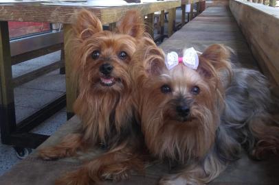 O Guri e a Prince, cachorros da leitora da Nara Bossle, no 20barra9, para coluna da Sara Bodowsky