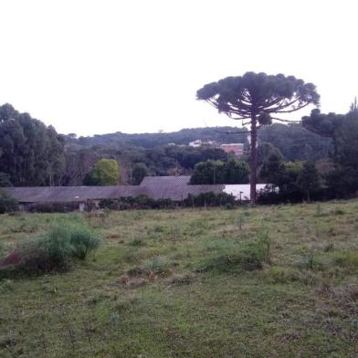 Comunidade escolar da Escola Municipal Américo Ribeiro Mendes, no bairro Século XX< quer o corte da araucária da foto por risco de queda de galhos sobre a escola.