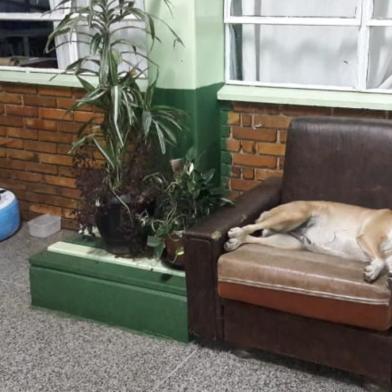 Depois de denúncia, alunos se unem para manter cães em escola de Canela