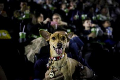  PORTO ALEGRE, RS, BRASIL, 22-06-2019: O cão Pingo em pré-estreia do filme "A Vida Secreta dos Bichos". Sessão especial para pets e seus donos no GNC Praia de Belas Shopping. (Foto: Mateus Bruxel / Agência RBS)