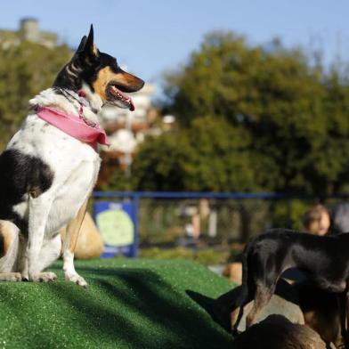 cachorródromo , praça , encol , praça da encol , porto alegre , cachorro , cachorros , inauguração