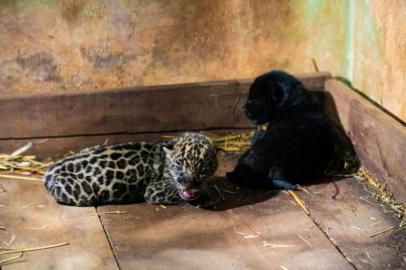 O Refúgio Biológico Bela Vista, dentro da área de reserva do lado brasileiro da Usina Hidrelétrica de Itaipu, no Paraná, anunciou hoje (27) o nascimento de dois filhotes de onças-pintadas (Panthera onca). Uma fêmea melânica, de pelugem negra, e um macho pintado.