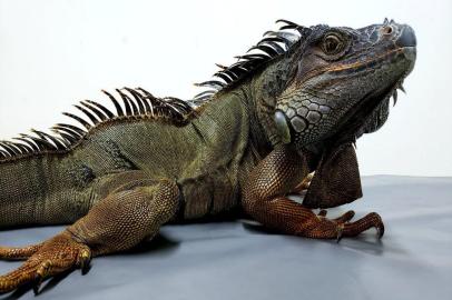 O GramadoZoo recebeu nesta quarta-feira (27) uma nova moradora: uma iguana que foi encontrada circulando pela avenida Protásio Alves, em Porto Alegre. Com 1m30cm, o animal foi resgatado pelo Ibama e encaminhado para o zoológico da Serra.