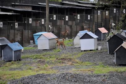  CAXIAS DO SUL, RS, BRASIL, 01/07/2019Denúncias sobre a infestação de ratos no canil municipal que vem causando preocupação entre os funcionários.TODAS AS FOTOS FORAM FEITAS DO LADO DE FORA DO CANIL. (Lucas Amorelli/Agência RBS)