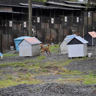  CAXIAS DO SUL, RS, BRASIL, 01/07/2019Denúncias sobre a infestação de ratos no canil municipal que vem causando preocupação entre os funcionários.TODAS AS FOTOS FORAM FEITAS DO LADO DE FORA DO CANIL. (Lucas Amorelli/Agência RBS)