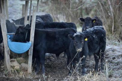 CAXIAS DO SUL, RS, BRASIL, 04/07/2019Geada em Caxias do Sul nas regiões de Vila Seca e Fazenda Souza. Fazenda Souza(Lucas Amorelli/Agência RBS)