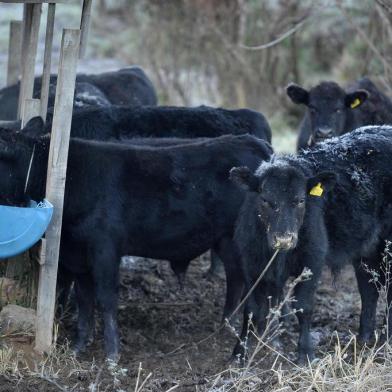 CAXIAS DO SUL, RS, BRASIL, 04/07/2019Geada em Caxias do Sul nas regiões de Vila Seca e Fazenda Souza. Fazenda Souza(Lucas Amorelli/Agência RBS)