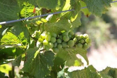 CANDIOTA, RS, BRASIL, 06/12/2018 - Produtores de uvas e oliveiras  estão tendo prejuízos na lavoura, por causa do uso do herbicida 2,4 D usado pelos produtores.  Na foto - Vinícola Galvão Bueno. (FOTOGRAFO: FERNANDO GOMES / AGENCIA RBS)