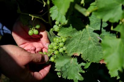  DOM PEDRITO, RS, BRASIL, 06/12/2018 - Produtores de uvas e oliveiras  estão tendo prejuízos na lavoura, por causa do uso do herbicida 2,4 D usado pelos produtores de soja. Na foto - Estância Guatambu, em Dom Pedrito. Proprietário Valter José Pötter,Agrônomo responsável Javier Gonzalez. (FOTOGRAFO: FERNANDO GOMES / AGENCIA RBS)