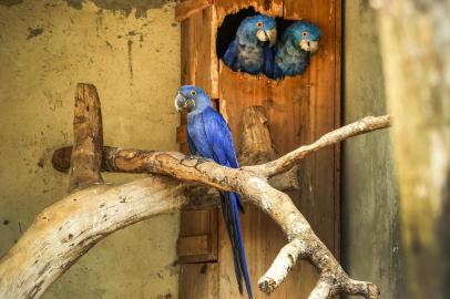 O quarto filhote de arara-azul a nascer no Zoológico do Alto Boqueirão, em Curutiba, ainda está sob os cuidados dos pais, em um recinto fora de exposição no parque. arara-azul é considerada uma ave vulnerável na escala de risco de extinção. Na natureza, foram contabilizados 4 mil indivíduos.