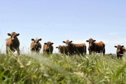  Evento em Lavras do Sul, realizado de hoje até sábado, discute a certificação da carne de gado produzida em campo nativo. Além de resultar em uma carne mais saudável, o modelo de produção adotado pela Alianza del Pastizal - que coordena o projeto - ajuda a preservar o bioma Pampa, já que impede o uso de atividades agressivas a este ambiente. Gustavo Delabary, veterinário e pecuarista, da Cabanha São Crispim, adotou a produção com campo nativo apostando na valorização do seu rebanho. 