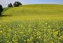 Saiba por que a canola terá espaço menor na safra de inverno do RS