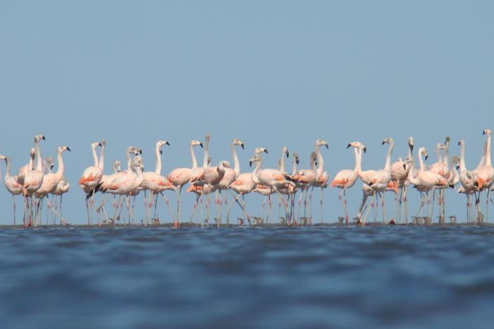 Roteiro Lagoa do Peixe / Divulgação