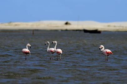  Tavares - Rs - Brasil - O Parque Nacional da Lagoa do Peixe sofre com pesca predatória que causa morte de animais enrolados em redes,lixo e falta de sinalização. Foto:Mauro Vieira/Zero Hora.