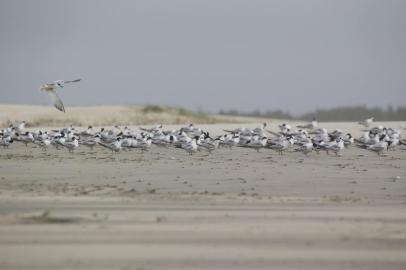  PORTO ALEGRE, RS, BRASIL - Matéria especial sobre as espécies que residem ou passam pela Lagoa do Peixe, entre Mostardas e Tavares, no Rio Grande do Sul. Ave trinta-reis-boreal.Indexador: Jefferson Botega