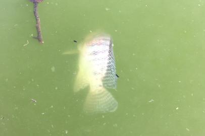 Após o contato de uma leitora, que alertava para a morte de peixes no lago do Parcão, em Porto Alegre, GaúchaZH foi ao local e confirmou que, na água esverdeada e lamacenta, havia animais boiando sem vida. A reportagem procurou a prefeitura e um biólogo da UFRGS em busca de explicações para o fenômeno.