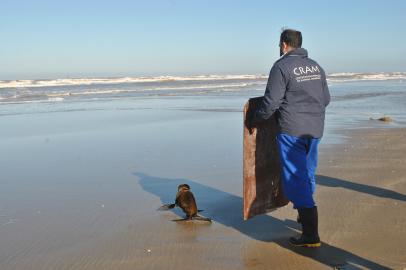 Leão-marinho-do-sul é solto na praia do Cassino, em Rio Grande