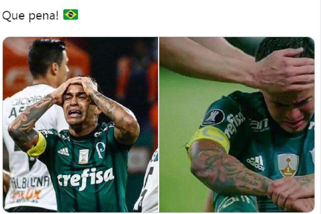 zoeira com palmeiras