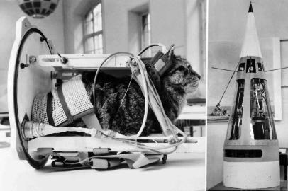  Photo taken on February 5, 1964 shows a cat representing the first cat that went into space Felicette with equipment in the rocket Veronique during an exhibition at The Conservatoire national des arts et métiers (CNAM; National Conservatory of Arts and Crafts) in Paris. - On October 18, 1963, Félicette, a black and white female cat found on the streets of Paris, was sent into space on a Véronique AGI 47 sounding rocket. (Photo by - / AFP)Editoria: SCIIndexador: -Secao: space programmeFonte: AFPFotógrafo: STR