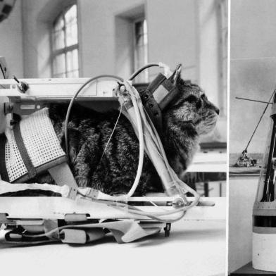  Photo taken on February 5, 1964 shows a cat representing the first cat that went into space Felicette with equipment in the rocket Veronique during an exhibition at The Conservatoire national des arts et métiers (CNAM; National Conservatory of Arts and Crafts) in Paris. - On October 18, 1963, Félicette, a black and white female cat found on the streets of Paris, was sent into space on a Véronique AGI 47 sounding rocket. (Photo by - / AFP)Editoria: SCIIndexador: -Secao: space programmeFonte: AFPFotógrafo: STR