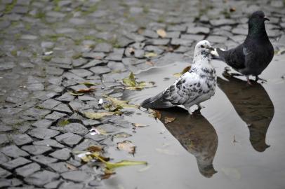  CAXIAS DO SUL, RS, BRASIL, 19/07/2019Frio  tempo nublado e vento gelado na manhã de Caxias do Sul. (Lucas Amorelli/Agência RBS)