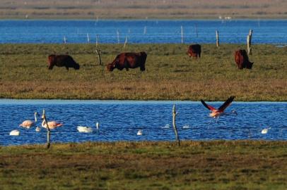  TAVARES, RS, BRASIL, 17-07-2019: Imagens do Parque Nacional Lagoa do Peixe, na cidade de Tavares (FOTO MARCO FAVERO, AGENCIA RBS, Editoria SuaVida).