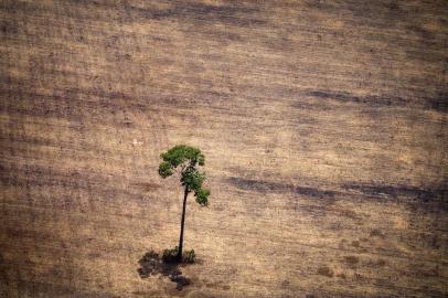 ** PARA O INFORME ESPECIAL ** View of a tree in a deforested area in the middle of the Amazon jungle during an overflight by Greenpeace activists over areas of illegal exploitation of timber, as part of the second stage of the "The Amazon's Silent Crisis" report, in the state of Para, Brazil, on October 14, 2014. According to Greenpeace's report, timber trucks carry at night illegally felled trees to sawmills, which then process them and export the wood as if it was from a legal origin to France, Belgium, Sweden and the Netherlands.  AFP PHOTO / Raphael Alves