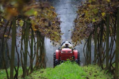  PORTO ALEGRE - RS - BR - 04.06.2019Aplicação de agrotóxicos em uma plantação de uvas.FOTÓGRAFO: TADEU VILANI AGÊNCIARBS EDITORIA CAMPO E LAVOURA