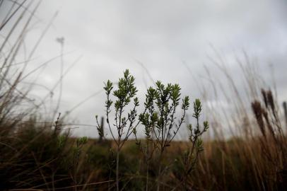  CAXIAS DO SUL, RS, BRASIL, 24/07/2019Tempo nublado com temperatura agradável na manhã do distrito de Vila Oliva no interior de Caxias do Sul. (Lucas Amorelli/Agência RBS)