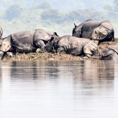 One-horned rhinoceros take shelter on a higher-land in the flood affected area of Kaziranga National Park in the northeastern Indian state of Assam on July 18, 2019. (Photo by Biju BORO / AFP)