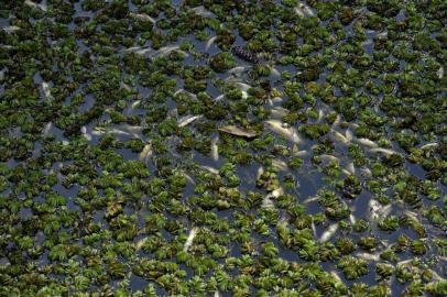  CAXIAS DO SUL, RS, BRASIL, 30/07/2019Peixes mortos na represa Dalbó. (Lucas Amorelli/Agência RBS)