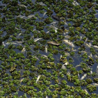  CAXIAS DO SUL, RS, BRASIL, 30/07/2019Peixes mortos na represa Dalbó. (Lucas Amorelli/Agência RBS)