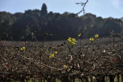  CAXIAS DO SUL, RS, BRASIL, 31/07/2019Produtor de uvas na linha 60, senhor Nelson Serafini na comunidade São Bartolomeu. (Lucas Amorelli/Agência RBS)