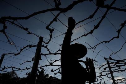  CAXIAS DO SUL, RS, BRASIL, 31/07/2019Produtor de uvas na linha 60, senhor Nelson Serafini na comunidade São Bartolomeu. (Lucas Amorelli/Agência RBS)