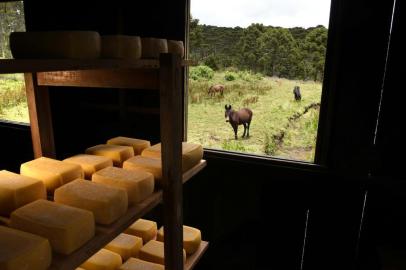 Modo de fazer o Queijo Artesanal Serrano é elevado a patrimônio cultural imaterial de São Francisco de Paula