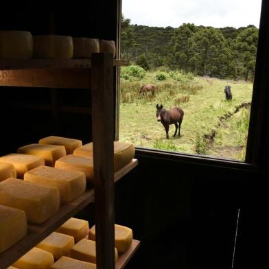 Modo de fazer o Queijo Artesanal Serrano é elevado a patrimônio cultural imaterial de São Francisco de Paula