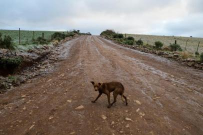 Poças d¿água congelaram, portões de madeira esbranquiçaram e os campos em São José dos Ausentes mudaram de cor no amanhecer deste domingo (4). Por volta das 6h30min, o termômetro da área central da cidade dos Campos de Cima da Serra acusava -1,5ºC.