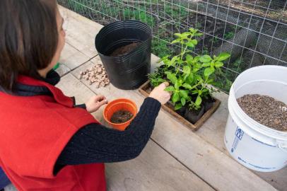 PORTO ALEGRE (RS): transplante de mudas , manjericão, muda de planta, horta