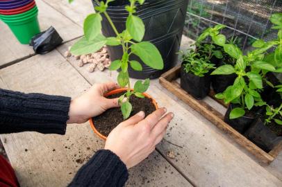 PORTO ALEGRE (RS): transplante de mudas , manjericão, muda de planta, horta