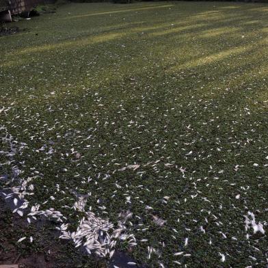  CAXIAS DO SUL, RS, BRASIL (09/08/2019)Peixes seguem morrendo em represa do Complexo Dal Bó em Caxias. (Antonio Valiente/Agência RBS)