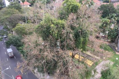 Plátano tomado por erva-de-passarinho no jardim do Dmae.