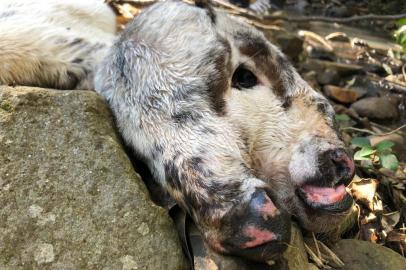  Um bezerro nasceu com duas cabeças na terça-feira (13), em Ametista do Sul, na Região Norte do Rio Grande do Sul. O animal permaneceu vivo por cerca de seis horas, mas não resistiu e morreu à tarde, segundo os donos. (FOTO: Josias Marques/Portal In Foco).