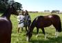 Elas tomam as rédeas: as mulheres que levam seus cavalos à final do Freio de Ouro