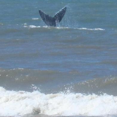 Um dos maiores mamíferos do mundo já pode ser visto em águas gaúchas. Baleias foram flagradas na manhã desta quinta-feira (15) na praia de Santa Helena, em Torres, no Litoral Norte do Estado. Os animais foram fotografados pele morador Osvaldo Raupp, que enviou as imagens para GaúchaZH.