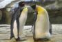 Pinguins do mesmo sexo adotam ovo no zoo de Berlim