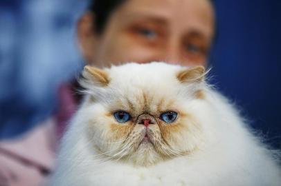  PORTO ALEGRE, RS, BRASIL, 18-08-2019: 9º. Exposição Internacional de Gatos, realizada pela União dos Criadores de Gatos do Brasil ¿ UNIGAT BR em parceria com a PremieRpet, em Porto Alegre. Na foto, gato da raça Persa (FOTO FÉLIX ZUCCO/AGÊNCIA RBS, Editoria SuaVida).Indexador: Felix Zucco