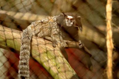  CAXIAS DO SUL, RS, BRASIL, 29/06/2016. No zoológico da UCS, chegada do inverno faz com que os animais recebam cuidados especiais, princialmente na questão da alimentação e da climatização. Algumas das espécies que mais sofrem com o frio são as que chegam ao Sul por tráfico, como os saguis, as araras e e as jiboias. O zoo também oferece atenção especial para filhotes órfãos, como o caso de um macaco-prego que está em quarentena. (Diogo Sallaberry/Agência RBS)