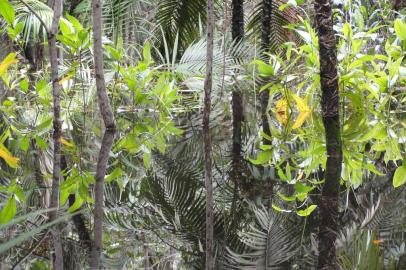  Detalhes da floresta amazônica, em santarém