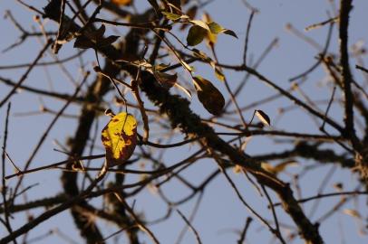  CAXIAS DO SUL, RS, BRASIL (21/08/2019)Dia de sol e frio em Caxias do Sul. (Antonio Valiente/Agência RBS)