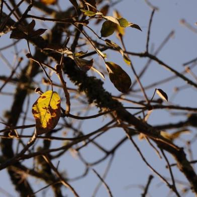  CAXIAS DO SUL, RS, BRASIL (21/08/2019)Dia de sol e frio em Caxias do Sul. (Antonio Valiente/Agência RBS)